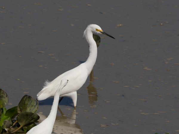 Amerikaanse kleine zilverreiger (Egretta thula)